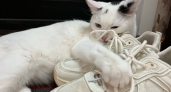 Кошка вас не любит: 6 признаков, которые кричат об этом - хозяева стараются их не замечать